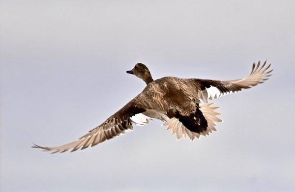 Gadwall on Seedskadee National Wildlife Refuge by Tom Koemer/USFWS Mountain Prairie is licensed under CC BY 2.0